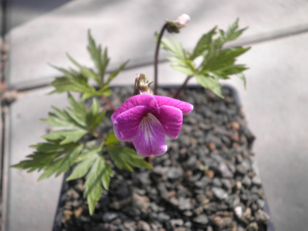 Viola chaerophylloides ´Benizuru´